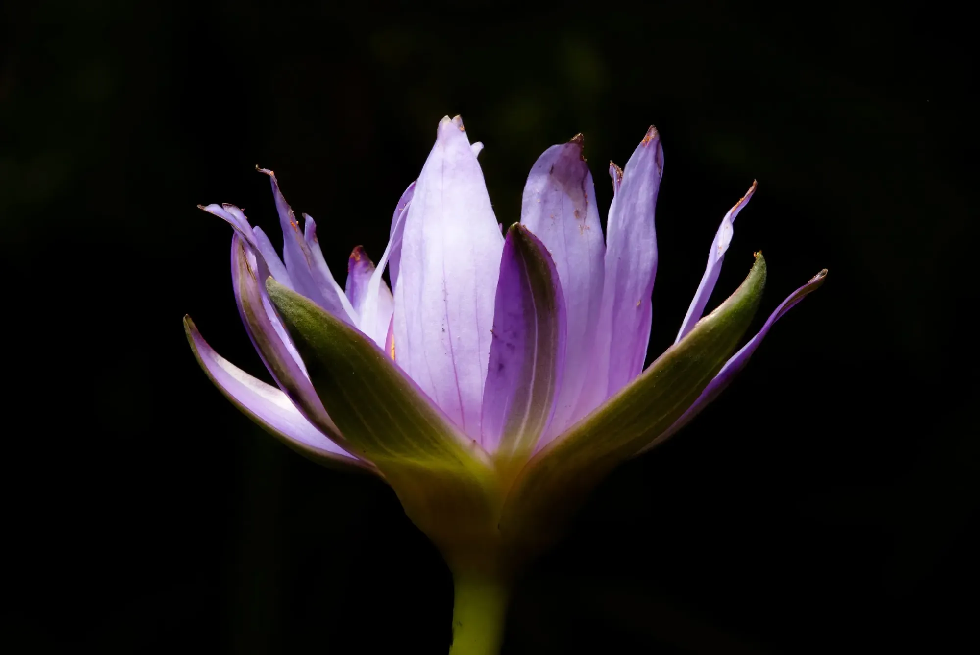 The Yayso lotus